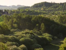 Green treetops and shrubs in warm evening light